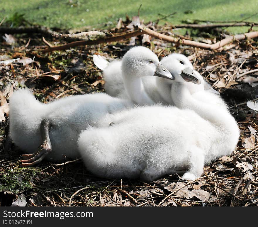 Three downy white cygnets together in thier leafy nest.