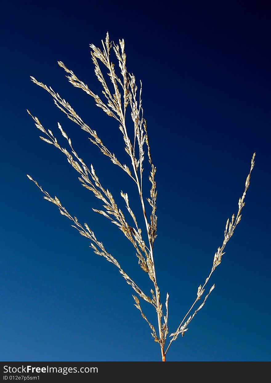 Golden grass grains on a stalk with blue sky