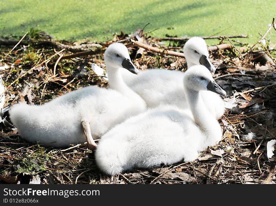Three juvenile swans alone in their nest. Three juvenile swans alone in their nest.