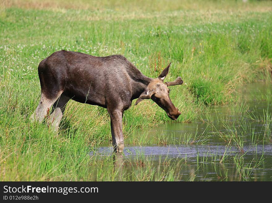 Moose (elk) - Alces alces, in the north of Sweden