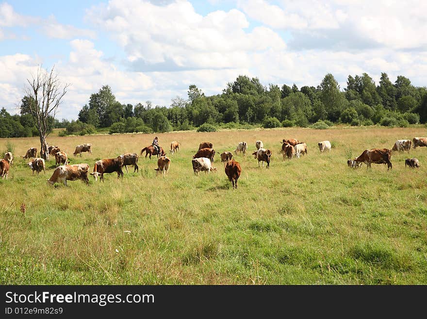 The cows to fall on meadow. Russia.