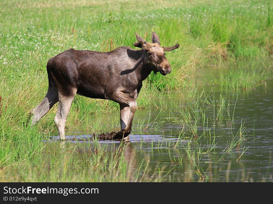 Moose (elk) - Alces alces, in the north of Sweden