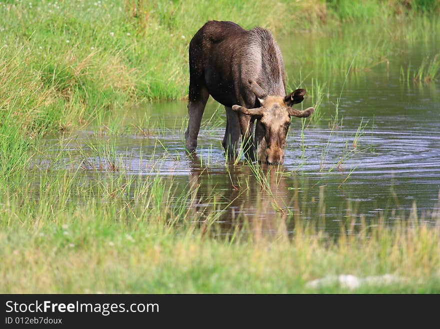 Elk