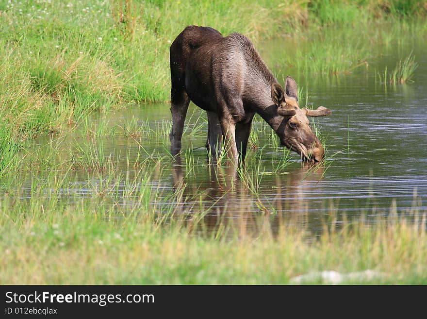 Elk