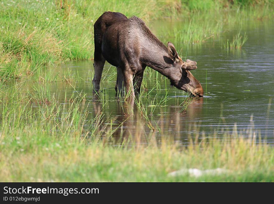 Elk