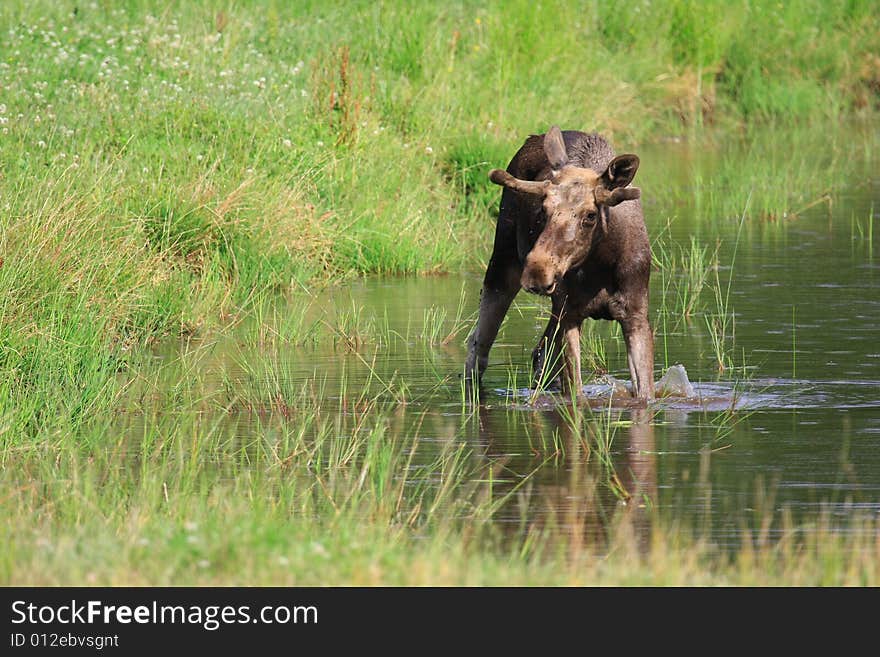 Elk