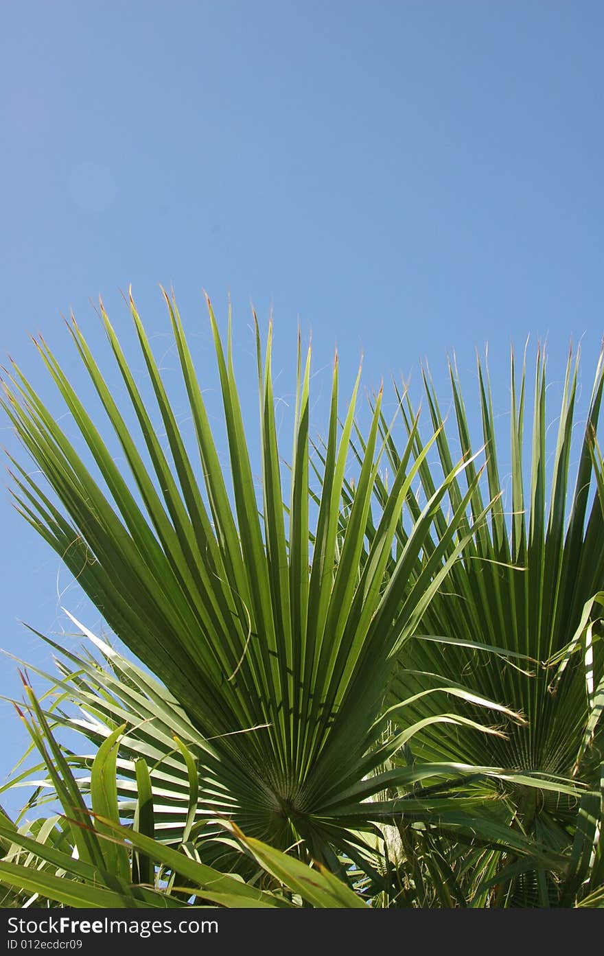 Leaf of palm tree. Blue sky.