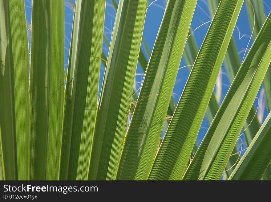 Leaf of palm tree. Blue sky. Background.