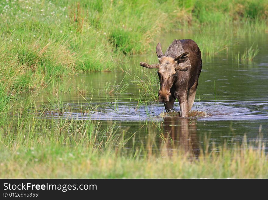 Moose (elk) - Alces alces, in the north of Sweden