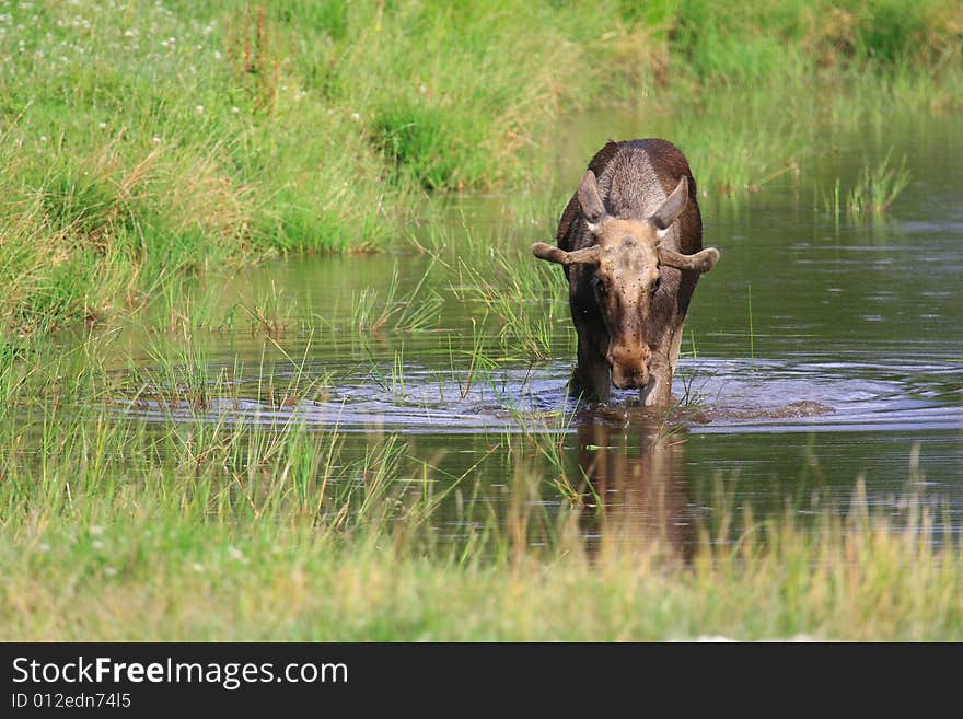 Moose (elk) - Alces alces, in the north of Sweden