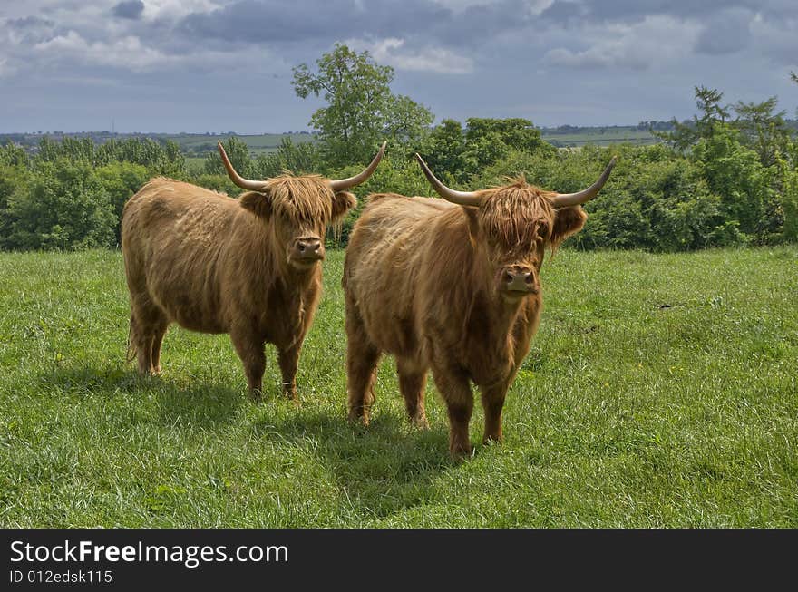 Two Highland cattle