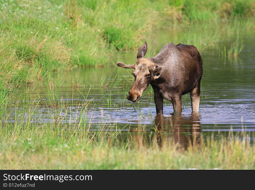 Elk