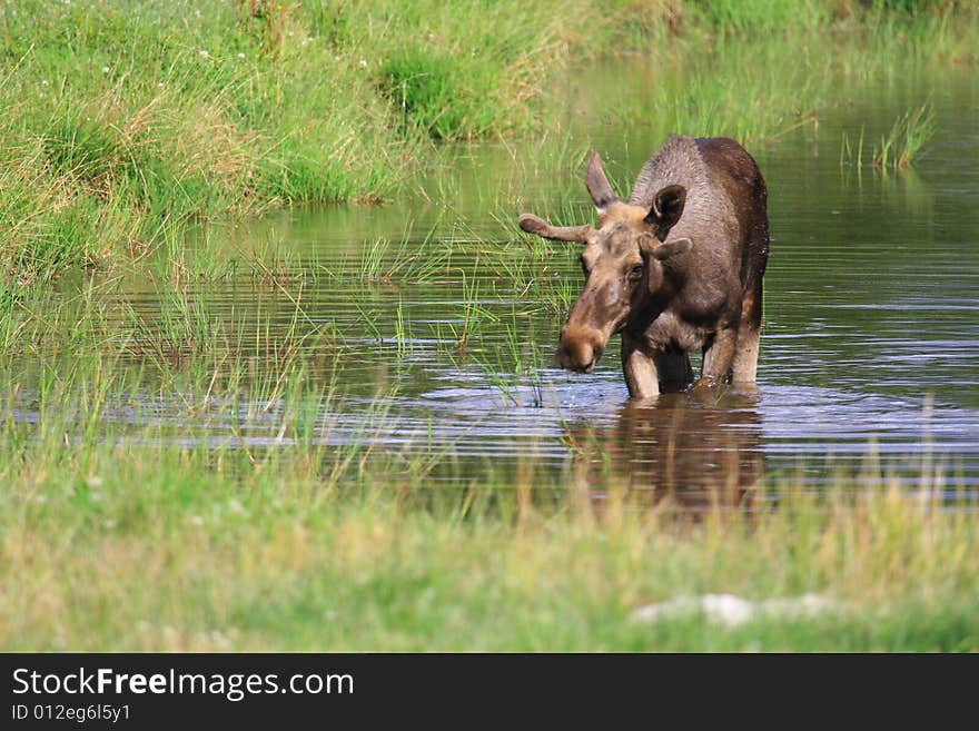 Elk