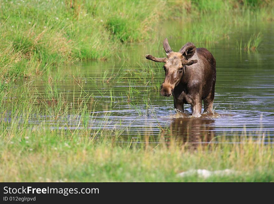 Moose (elk) - Alces alces, in the north of Sweden