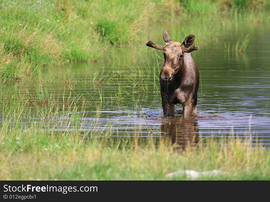 Elk