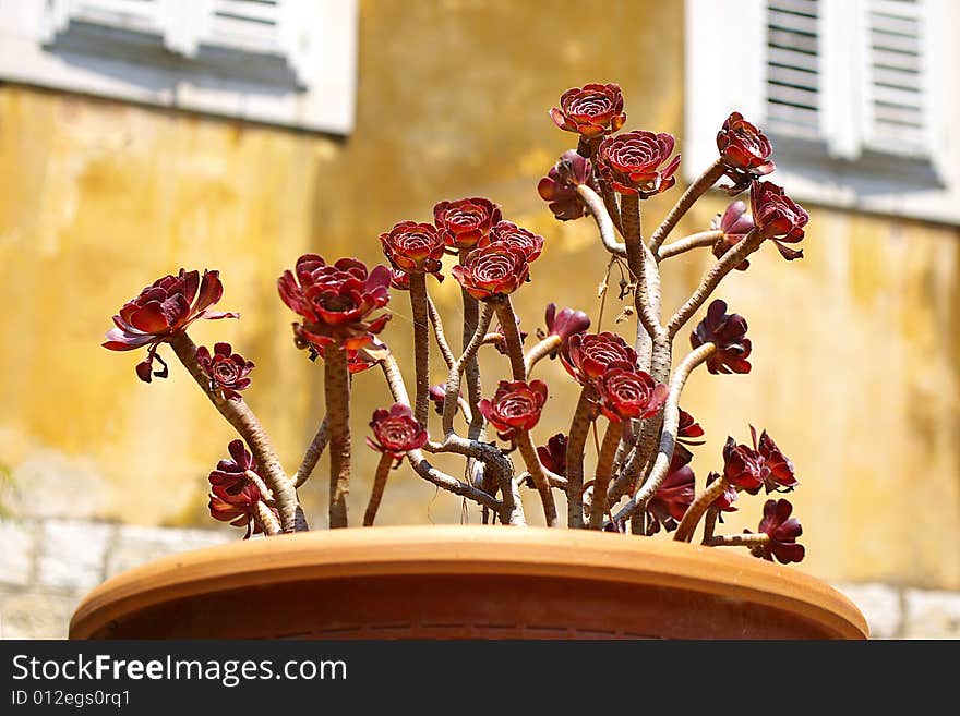 Blossoming succulent in a pot