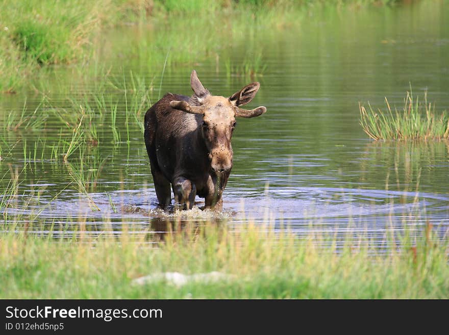 Elk