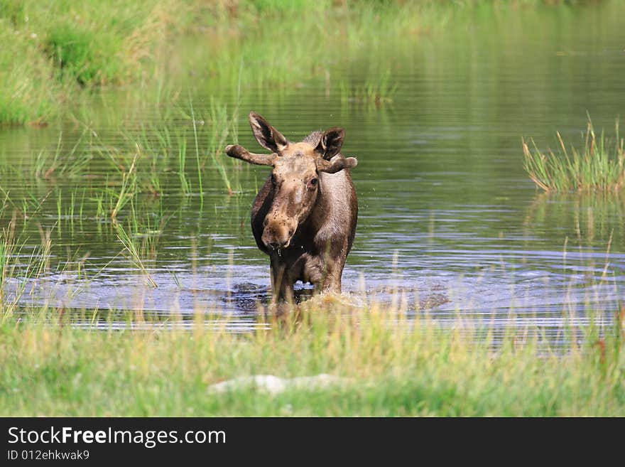 Moose (elk) - Alces alces, in the north of Sweden