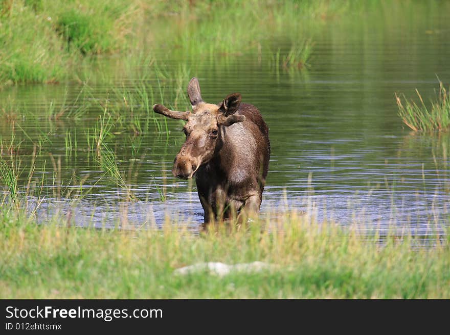 Elk