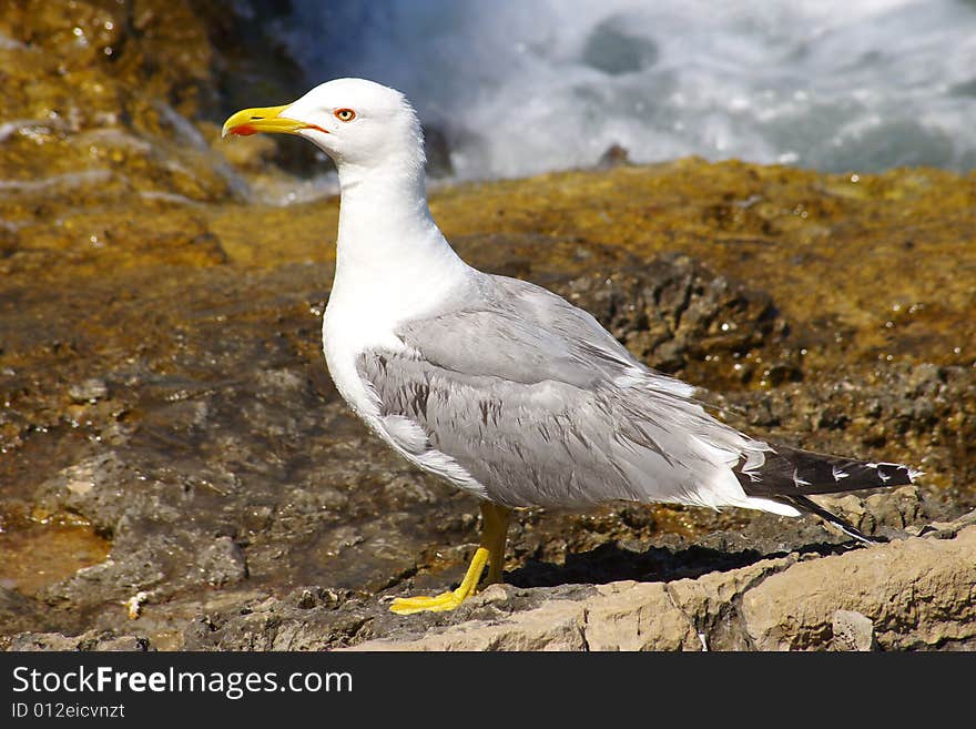 Seagull