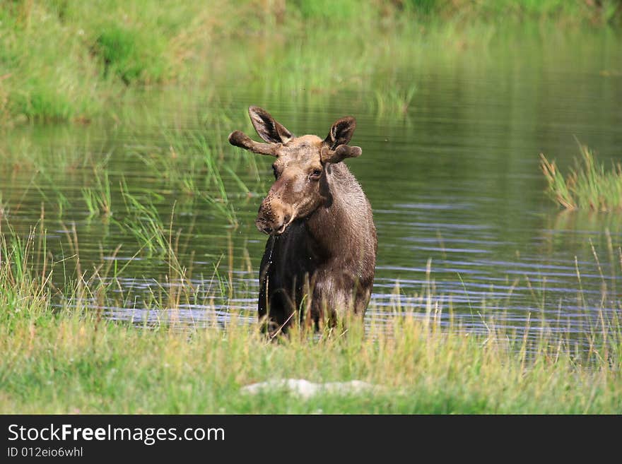 Elk