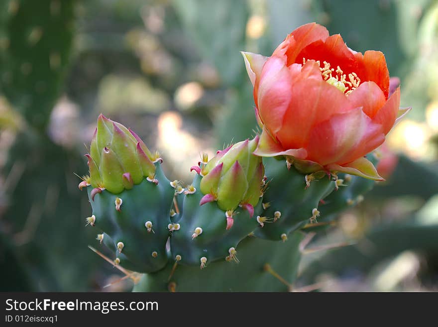 On a photo closeup blossoming cactus