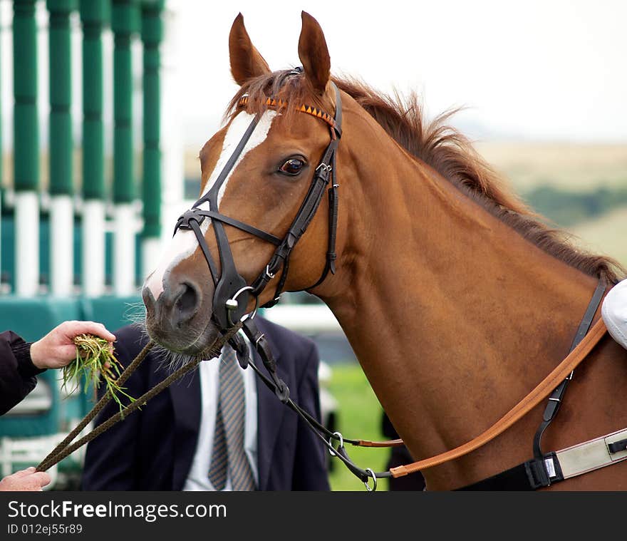 This horses is on grass and watching you. This horses is on grass and watching you