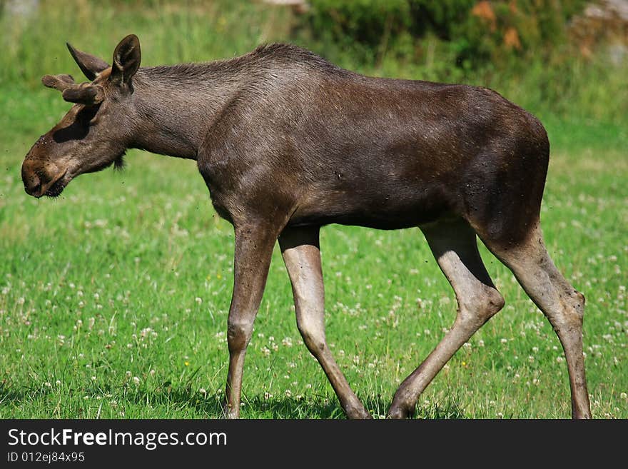 Elk