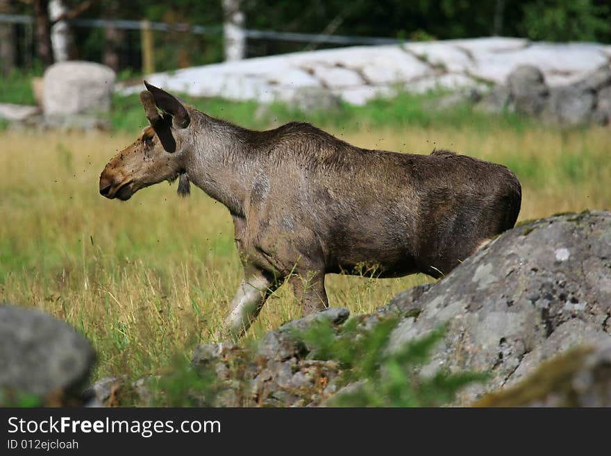 Moose (elk) - Alces alces, in the north of Sweden