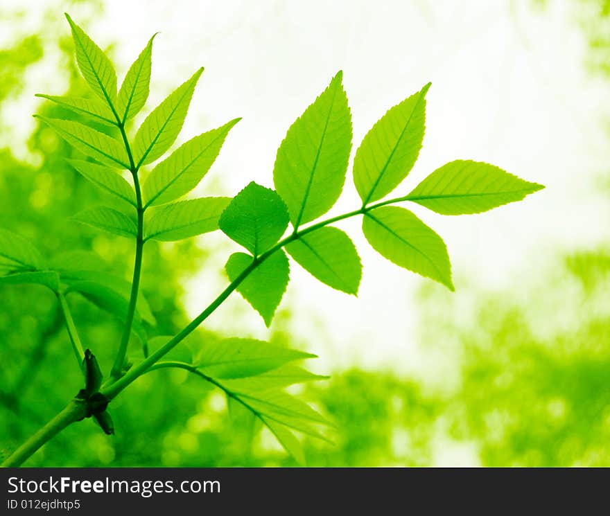 Tree leaves