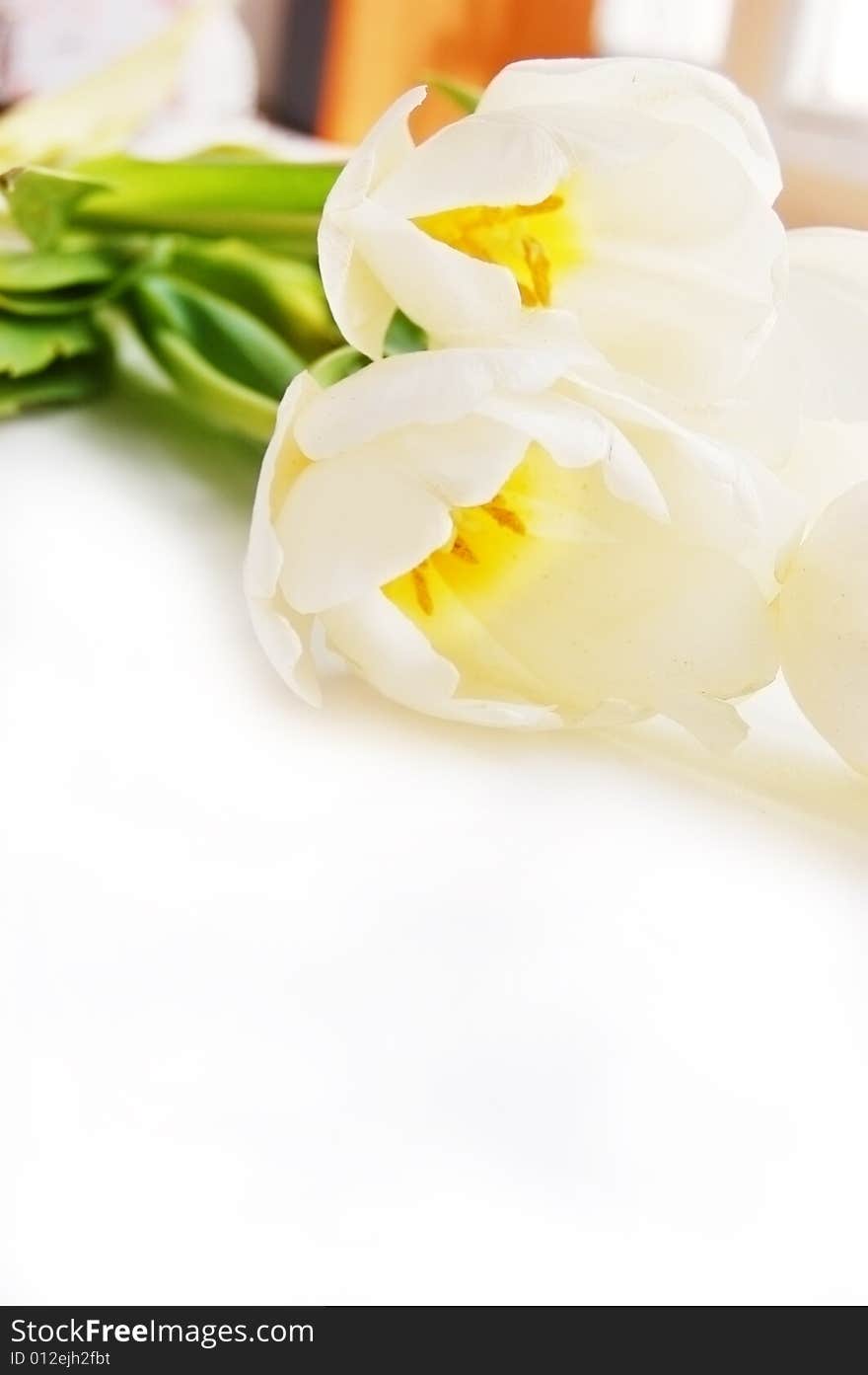 White tulip bouquet isolated on white. White tulip bouquet isolated on white