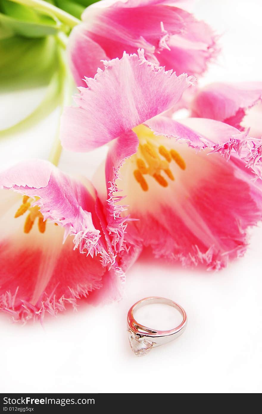 Pink tulips and ring, engagement concept