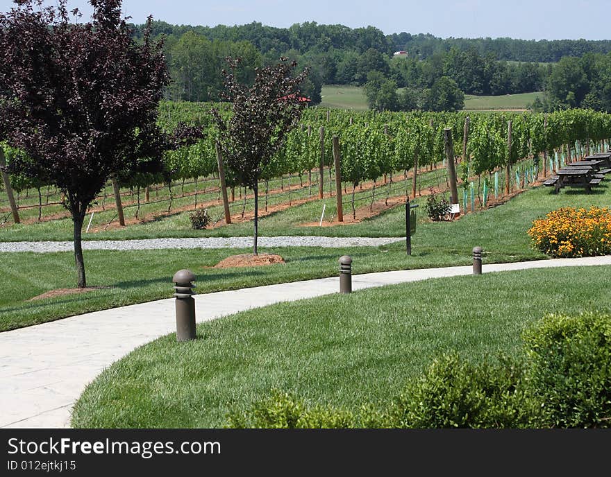 A winding curving pathway through a vineyard. A winding curving pathway through a vineyard