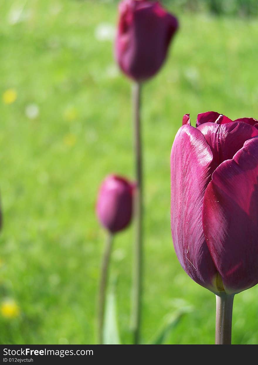 Close up of the puple tulip flower. Close up of the puple tulip flower.