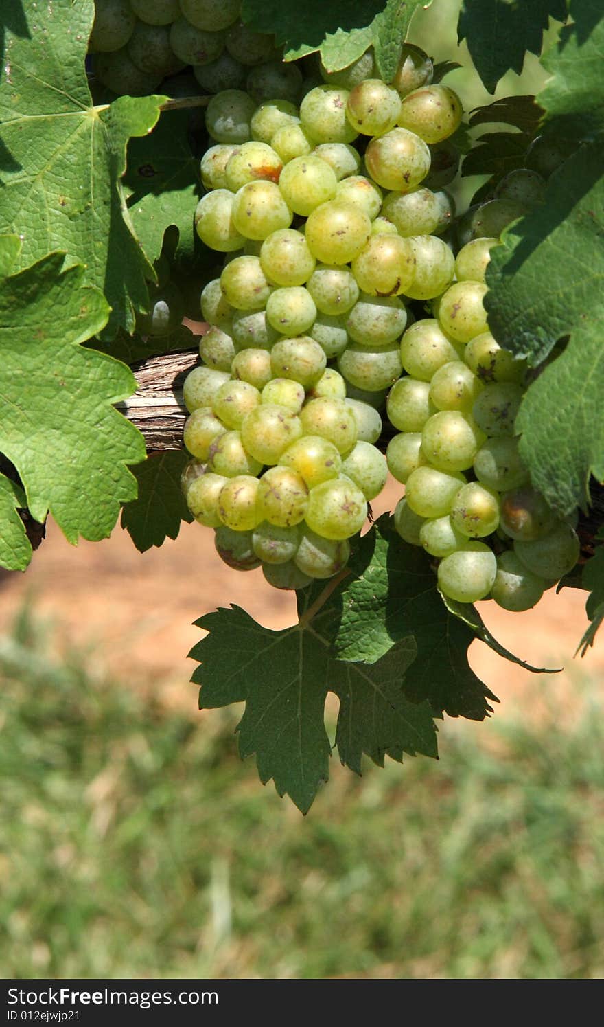 Green wine grapes hanging on the vine. Green wine grapes hanging on the vine