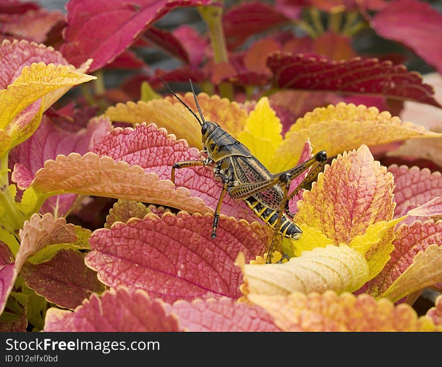 Colorful Grasshopper