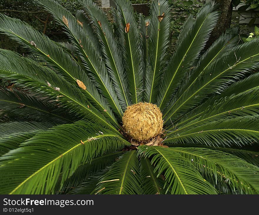 A large tropical fern is part of this ornamental garden located in South Carolina. A large tropical fern is part of this ornamental garden located in South Carolina.