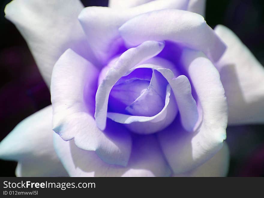 Purple rose