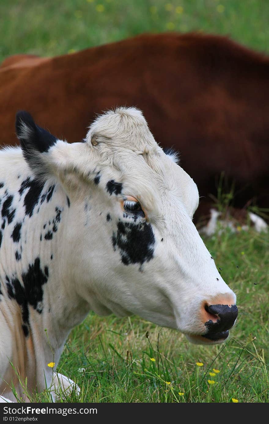 A lucky cow in sweden