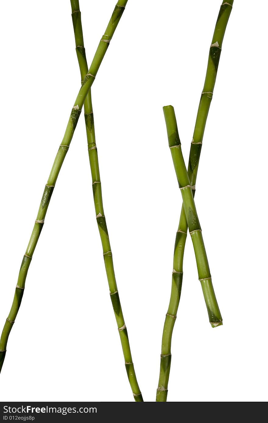 Plant stems