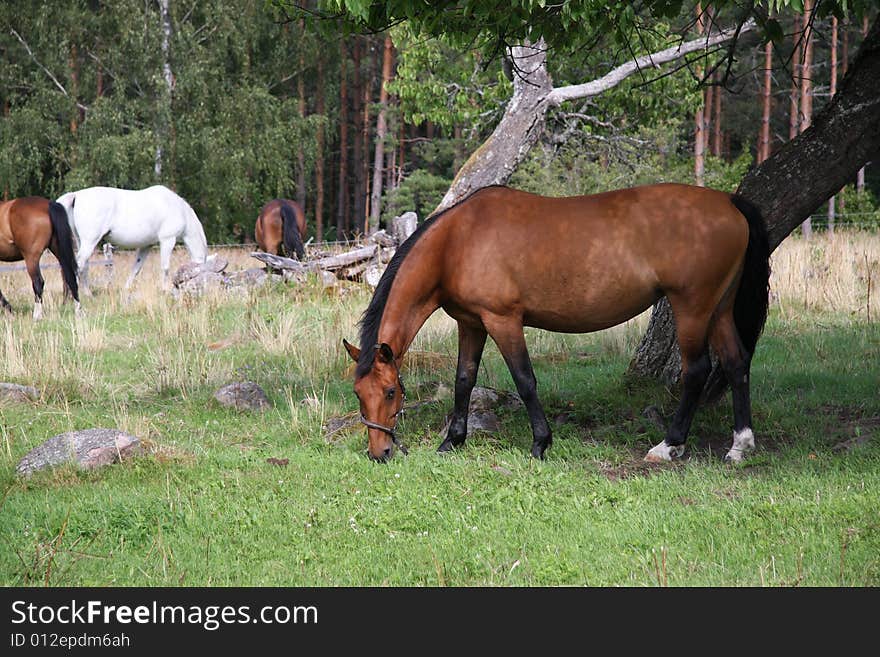 Horses