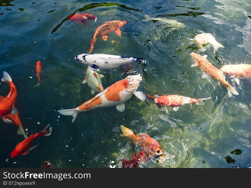 Colorful carp in a small garden pool seeking food