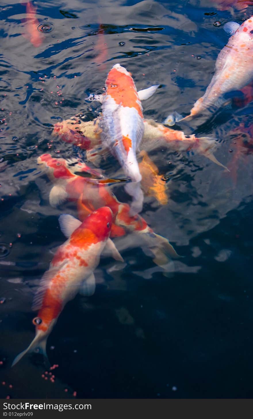 Colorful carp in a small garden pool seeking food