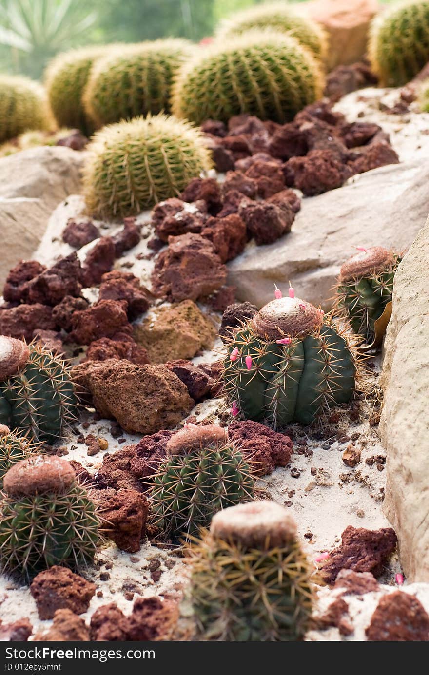 Barrel Cactus with sand and stones around in wild Mexico desert