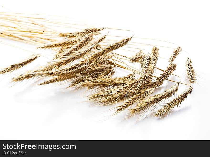 Wheaten ears on a white background