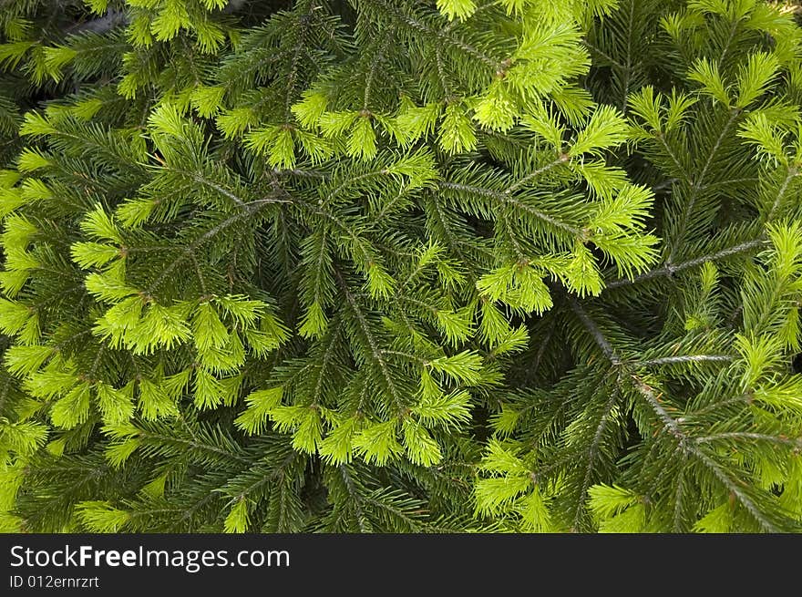 New needles of a fir. New needles of a fir.