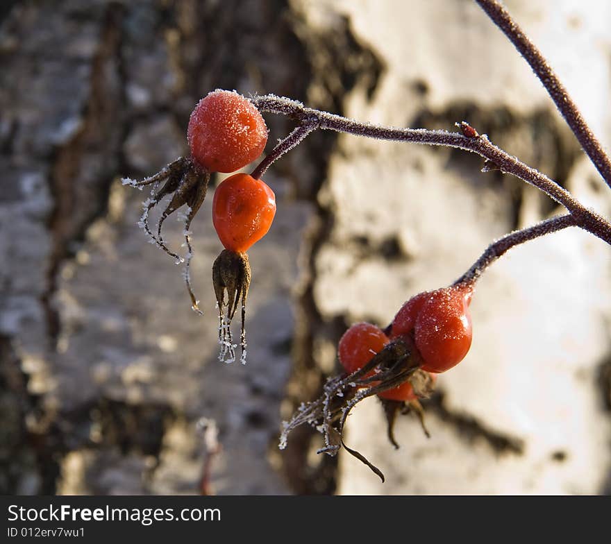 Winter dogrose against a birch