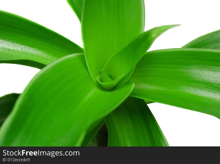 Green plant close up isolated on a white background