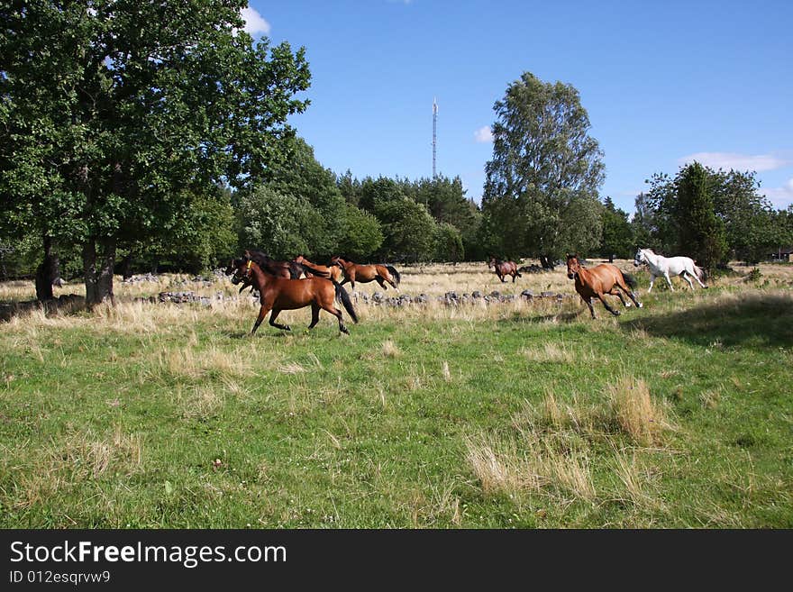 Horses