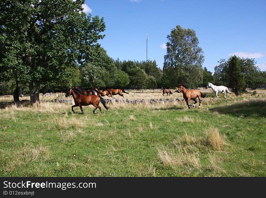 Horses